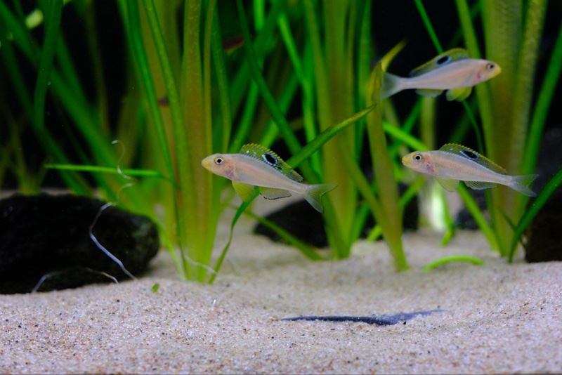 Xenotilapia sp. 'papilio sunflower' Msalaba